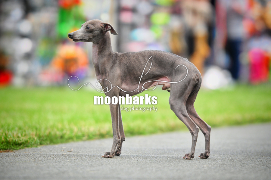 Italian sighthound photography